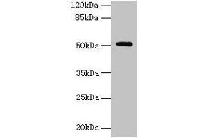 Western blot All lanes: NR1H3 antibody at 6 μg/mL + Mouse liver tissue Secondary Goat polyclonal to rabbit IgG at 1/10000 dilution Predicted band size: 51, 44, 46 kDa Observed band size: 51 kDa (NR1H3 antibody  (AA 1-402))