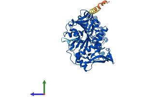 AlphaFold protein structure predicition of Human Recombinant ADSS1 Protein, UniprotID Q8N142 (ADSSL1 Protein (AA 1-457) (His tag))