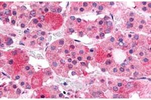 Immunohistochemistry (Formalin/PFA-fixed paraffin-embedded sections) of human anterior pituitary tissue with GHRHR polyclonal antibody . (GHRHR antibody  (C-Term))