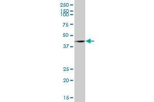 OBFC1 MaxPab polyclonal antibody. (OBFC1 antibody  (AA 1-368))