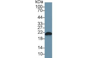 Detection of Bax in Mouse RAW264. (BAX antibody  (AA 1-158))