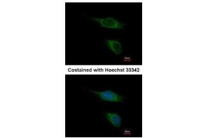 ICC/IF Image Immunofluorescence analysis of methanol-fixed HeLa, using TAAR5, antibody at 1:500 dilution. (TAAR5 antibody  (C-Term))