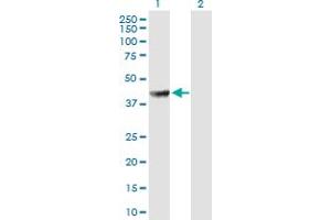 Western Blot analysis of PABPC5 expression in transfected 293T cell line by PABPC5 MaxPab polyclonal antibody. (PABPC5 antibody  (AA 1-382))