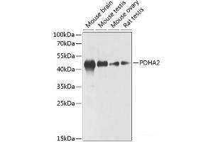 Western blot analysis of extracts of various cell lines using PDHA2 Polyclonal Antibody at dilution of 1:1000. (PDHA2 antibody)