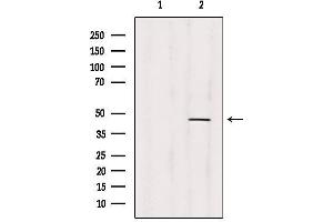 Western blot analysis of extracts from 293, using PRMT1 Antibody.