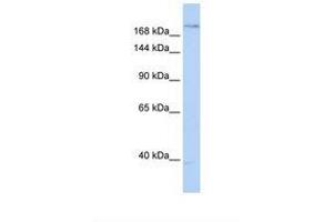 Image no. 1 for anti-Plexin A2 (Plxna2) (AA 434-483) antibody (ABIN6738644) (Plexin A2 antibody  (AA 434-483))