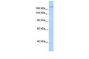 Image no. 1 for anti-Plexin A2 (Plxna2) (AA 434-483) antibody (ABIN6738644) (Plexin A2 antibody  (AA 434-483))