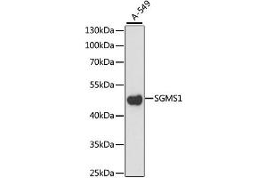 Western blot analysis of extracts of A-549 cells, using SGMS1 antibody. (Sphingomyelin Synthase 1 antibody)