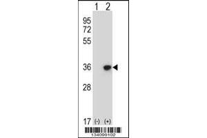 Western blot analysis of DLX4 using rabbit polyclonal DLX4 Antibody using 293 cell lysates (2 ug/lane) either nontransfected (Lane 1) or transiently transfected (Lane 2) with the DLX4 gene.