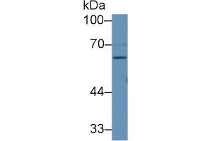 Western Blot; Sample: Human 293T cell lysate; Primary Ab: 1µg/ml Rabbit Anti-Human F9 Antibody Second Ab: 0. (Coagulation Factor IX antibody  (AA 232-455))