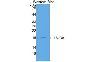 Western Blotting (WB) image for anti-Chemokine (C-C Motif) Ligand 21 (CCL21) (AA 24-134) antibody (ABIN1174791)