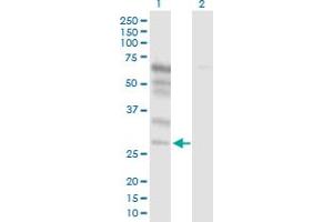Western Blot analysis of NETO2 expression in transfected 293T cell line by NETO2 MaxPab polyclonal antibody. (NETO2 antibody  (AA 1-148))