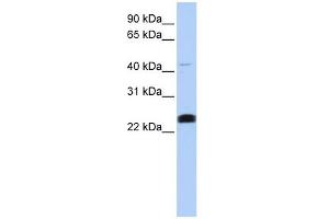 LYCAT antibody used at 1 ug/ml to detect target protein.