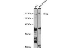 Western blot analysis of extracts of various cell lines, using FBN2 antibody (ABIN6127923, ABIN6140499, ABIN6140500 and ABIN6225001) at 1:3000 dilution. (Fibrillin 2 antibody  (AA 2733-2912))