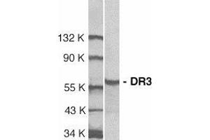 Western blot analysis of DR3 in Jurkat total cell lysate with AP30298PU-N DR3 antibody at 1/1000 dilution. (DR3/LARD antibody  (N-Term))