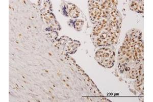 Image no. 1 for anti-Testis-Specific Kinase 2 (TESK2) (AA 405-542) antibody (ABIN599135) (TESK2 antibody  (AA 405-542))