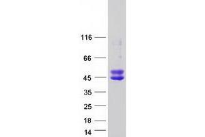 Validation with Western Blot (OLIG2 Protein (Myc-DYKDDDDK Tag))
