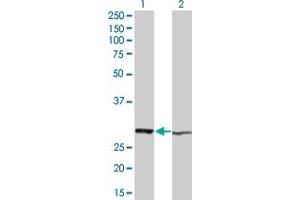 Western Blot analysis of HMGB1 expression in transfected 293T cell line by HMGB1 monoclonal antibody (M05), clone 1D10. (HMGB1 antibody  (AA 1-215))