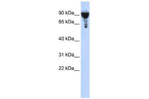 EXOC3 antibody used at 1 ug/ml to detect target protein. (EXOC3 antibody  (Middle Region))