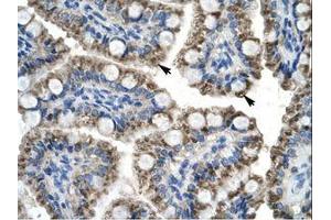 Image no. 1 for anti-TOX High Mobility Group Box Family Member 2 (TOX2) (N-Term) antibody (ABIN6735925) (TOX2 antibody  (N-Term))