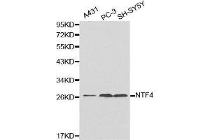 Neurotrophin 4 antibody  (AA 25-210)