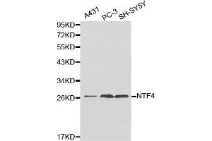 Western blot analysis of extracts of various cell lines, using NTF4 antibody. (Neurotrophin 4 antibody  (AA 25-210))