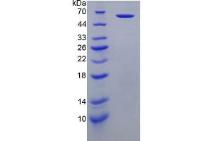 SDS-PAGE analysis of recombinant Human PRF1 Protein. (Perforin 1 Protein)