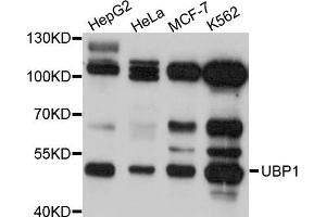 Western blot analysis of extracts of various cell lines, using UBP1 antibody (ABIN5972309) at 1/1000 dilution. (UBP1 antibody)