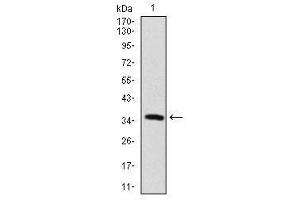 Image no. 1 for anti-Microtubule-Associated Protein 2 (MAP2) antibody (ABIN1491246) (MAP2 antibody)