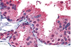 ABIN185574 (5µg/ml) staining of paraffin embedded Human Prostate. (PDE4B antibody  (C-Term))