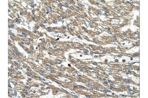 Image no. 1 for anti-Cystathionase (Cystathionine gamma-Lyase) (CTH) (AA 281-330) antibody (ABIN321029) (CTH antibody  (AA 281-330))