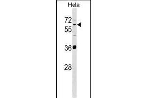 Western blot analysis in Hela cell line lysates (35ug/lane). (SUOX antibody  (AA 160-187))