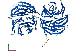 AlphaFold protein structure predicition of Human Recombinant CFAP52 Protein, UniprotID Q8N1V2