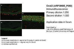 Image no. 2 for anti-Ovo-Like 2 (OVOL2) (Middle Region) antibody (ABIN2781152) (OVOL2 antibody  (Middle Region))