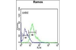 C19orf18 Antibody (Center) (ABIN653783 and ABIN2843070) flow cytometric analysis of Ramos cells (right histogram) compared to a negative control cell (left histogram). (C19orf18 antibody  (AA 140-168))