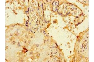 Immunohistochemistry of paraffin-embedded human placenta tissue using ABIN7174796 at dilution of 1:100 (C1orf54 antibody  (AA 17-131))