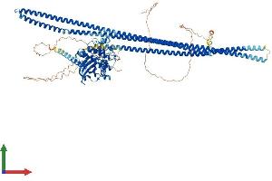 AlphaFold protein structure predicition of Human Recombinant TAOK1 Protein, UniprotID Q7L7X3 (TAO Kinase 1 (TAOK1) (AA 1-1001) protein (His tag))
