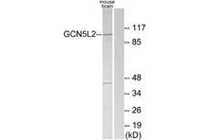 Western blot analysis of extracts from mouse brain cells, using GCN5L2 Antibody. (KAT2A antibody  (AA 691-740))