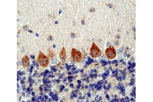 Indirect immunostaining of PFA fixed mouse cerebellum section (dilution 1 : 200; red).