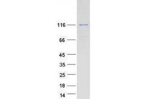 Western Blotting (WB) image for RNA Binding Motif Protein 19 (RBM19) protein (Myc-DYKDDDDK Tag) (ABIN2730607)