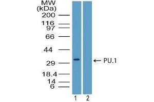 Image no. 1 for anti-Spleen Focus Forming Virus (SFFV) Proviral Integration Oncogene Spi1 (SPI1) (AA 20-70) antibody (ABIN960355) (SPI1 antibody  (AA 20-70))