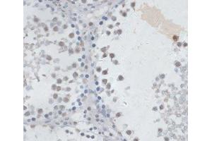 Immunohistochemistry of paraffin-embedded Rat testis using USP7 Polyclonal Antibody at dilution of 1:100 (40x lens). (USP7 antibody)
