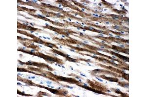 IHC-P: Apoptosis-Inducing Factor antibody testing of rat heart tissue (AIF antibody  (C-Term))