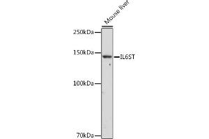 Western Blotting (WB) image for anti-Interleukin 6 Signal Transducer (Gp130, Oncostatin M Receptor) (IL6ST) (AA 678-857) antibody (ABIN7268004)