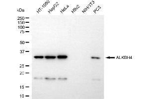 Western blotting analysis using ALKBH4 antibody (ABIN7797581).