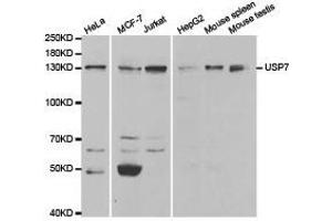 Western Blotting (WB) image for anti-Ubiquitin Specific Peptidase 7 (Herpes Virus-Associated) (USP7) antibody (ABIN1875302) (USP7 antibody)