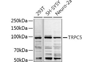 Western blot analysis of extracts of various cell lines, using TRPC5 antibody (ABIN6128835, ABIN6149578, ABIN6149579 and ABIN6214219) at 1:1000 dilution. (TRPC5 antibody  (AA 764-973))