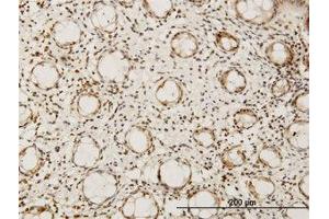 Image no. 1 for anti-Hairy/enhancer-of-Split Related with YRPW Motif-Like (HEYL) (AA 221-327) antibody (ABIN599209) (HEYL antibody  (AA 221-327))