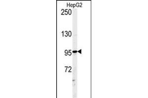 Western blot analysis of ATXN2L Antibody (C-term) (ABIN651376 and ABIN2840210) in HepG2 cell line lysates (35 μg/lane). (Ataxin 2-Like antibody  (C-Term))