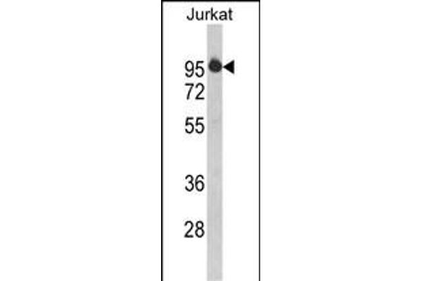 HTATSF1 antibody  (N-Term)